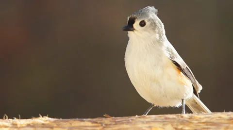 Tufted Titmouse Stock Footage 35218159
