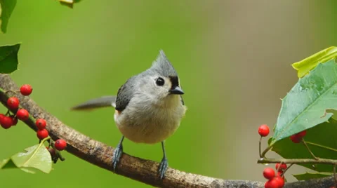 Tufted Titmouse Stock Footage 37394271