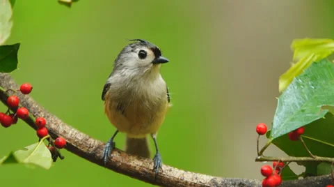 Tufted Titmouse 動画素材 37394293