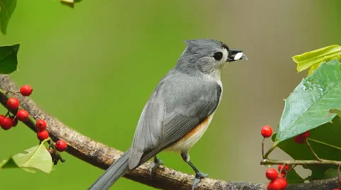 Tufted Titmouse Stock Footage 37394412