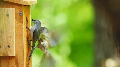Tufted Titmouse 動画素材 37507725