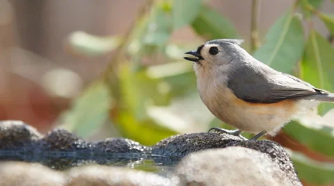 Tufted Titmouse Видео 46938453