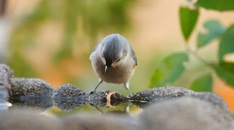 Tufted Titmouse Stock Footage 46938562