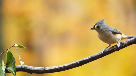 Tufted Titmouse Stock Footage 57220648