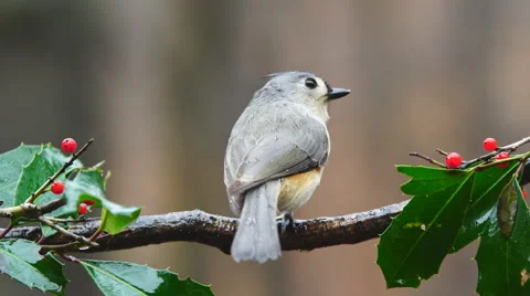 Tufted Titmouse Vidéo 59503254