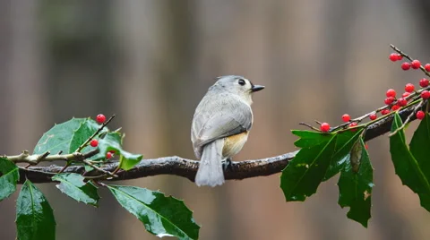Tufted Titmouse Stock Footage 59506958