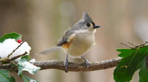 Tufted Titmouse Stock Footage 59534770