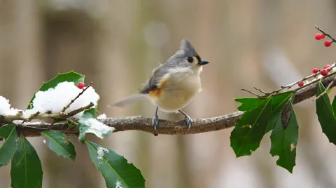 Tufted Titmouse Stock Footage 59534819