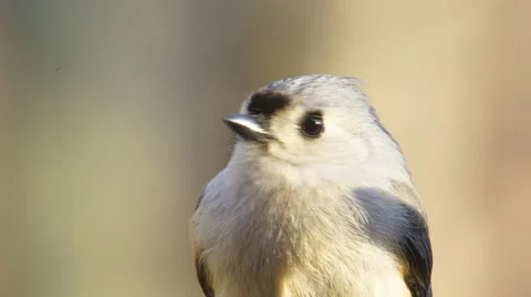 Tufted Titmouse 動画素材 59901282
