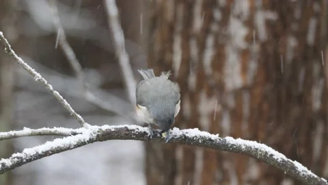 Tufted Titmouse Видео 169173284