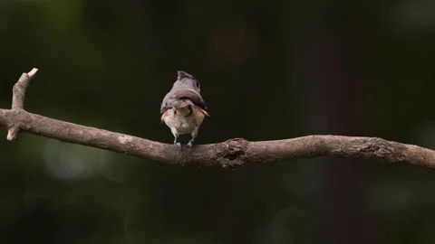 Tufted titmouse Stock Footage 196109606