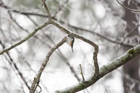 Tufted-Titmouse Foraging on an Icy Tree Stock Photos