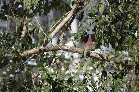 Tufted-Titmouse Foraging on Snow Stock Photos