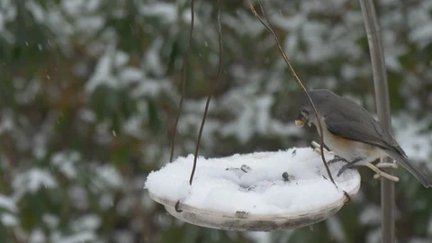 Tufted titmouse grabs a suet nugget in the snow 4K Stock Footage 102174242