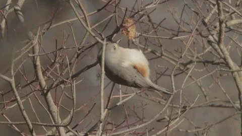 Tufted titmouse hanging from branch and eating insect gall, 1080p tripod shot Video stock 99019909