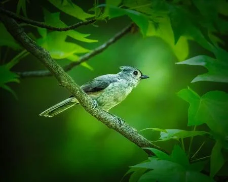 Tufted Titmouse  on Leafy Branch. Stock Photos