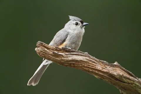 Tufted Titmouse on limb Stock Photos