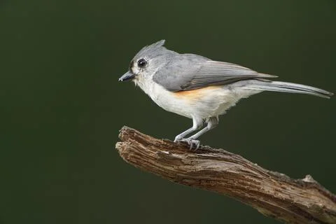 Tufted Titmouse on limb Stock Photos