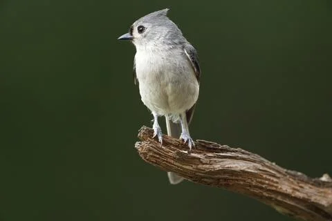 Tufted Titmouse on limb Stock Photos