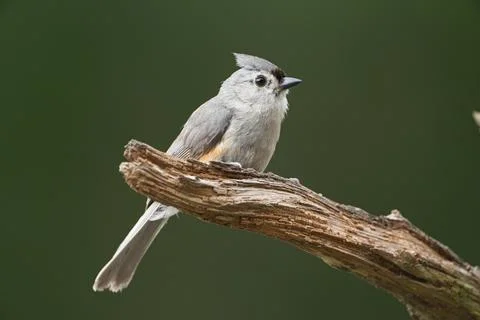 Tufted Titmouse on limb Stock Photos