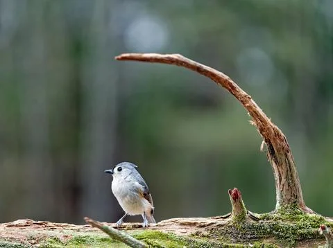 Tufted Titmouse on Log Stock Photos