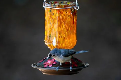 Tufted Titmouse on a Nectar Feeder Stock Photos