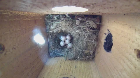 Tufted Titmouse Nest Stock Footage 37988724