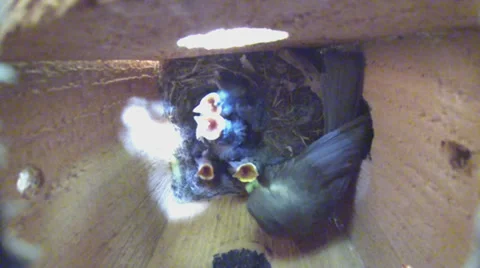 Tufted Titmouse Nest Vidéo 38722573