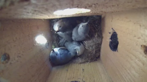Tufted Titmouse Nest Stock Footage 39057212