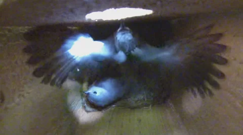 Tufted Titmouse Nest Video stock 39057405