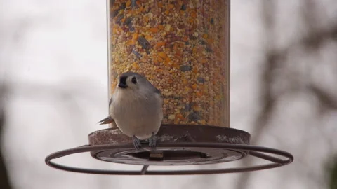 Tufted Titmouse Pecking at Seed at Feeder in Slow Motion Stock Footage 232827627
