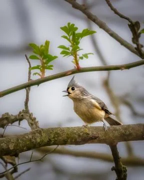 Tufted titmouse perched on a branch 스톡 사진