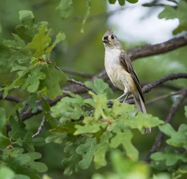 Tufted Titmouse perched on an oak tree branch in Texas summer Stock Photos