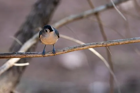 Tufted Titmouse Perched Stock Photos