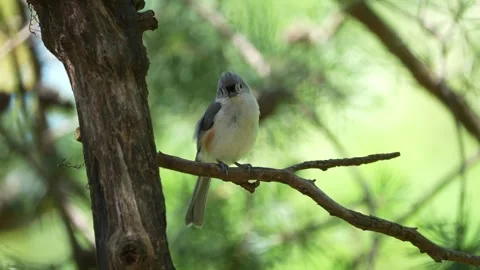 A tufted titmouse perched on a pine tree branch Vídeos de archivo 335547324