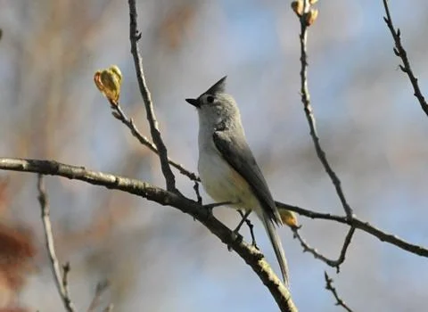 Tufted titmouse Stock Photos