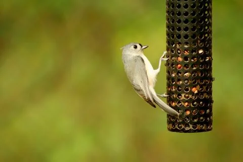 Tufted titmouse Stock Photos