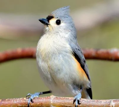 Tufted titmouse Stock Photos