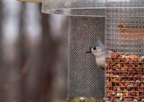Tufted titmouse Stock Photos