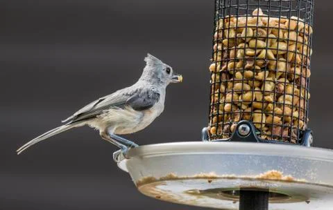 Tufted Titmouse Stock Photos