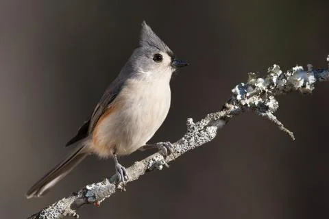 Tufted Titmouse Stock Photos