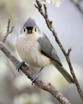 Tufted Titmouse Stock Photos