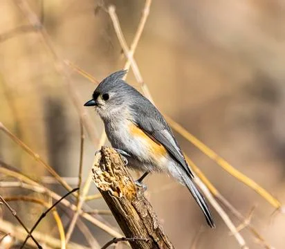 TUFTED TITMOUSE Stock Photos