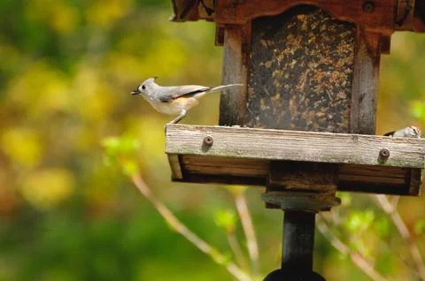Tufted Titmouse Fotos de archivo