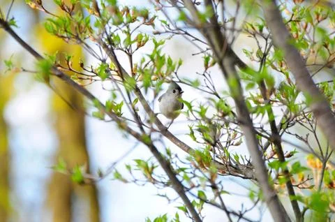 Tufted Titmouse Stock Photos
