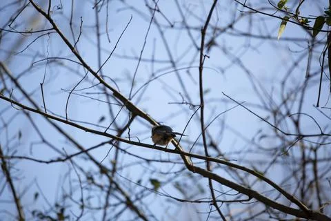 Tufted Titmouse Stock Photos