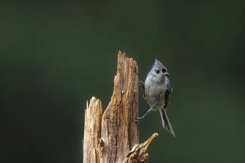 Tufted Titmouse Stock Photos
