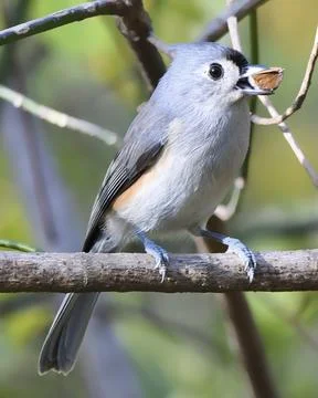 Tufted Titmouse Stock Photos