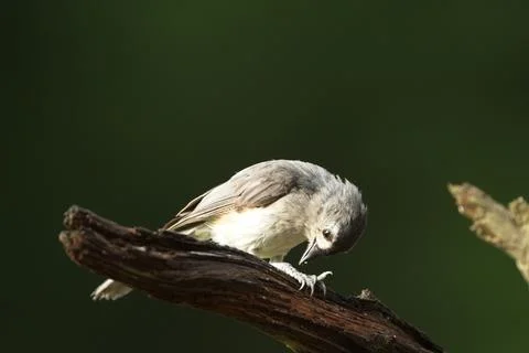 Tufted Titmouse Stock Photos