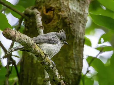 Tufted Titmouse Stock Photos